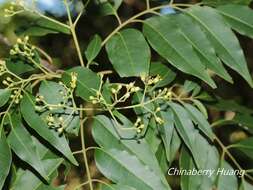 Image of Tetradium glabrifolium (Champ. ex Benth.) T. G. Hartley