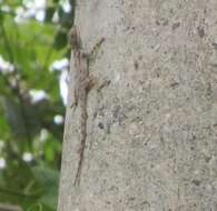 Image of Shortnose Anole