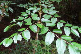 Image de Aralia bipinnata Blanco