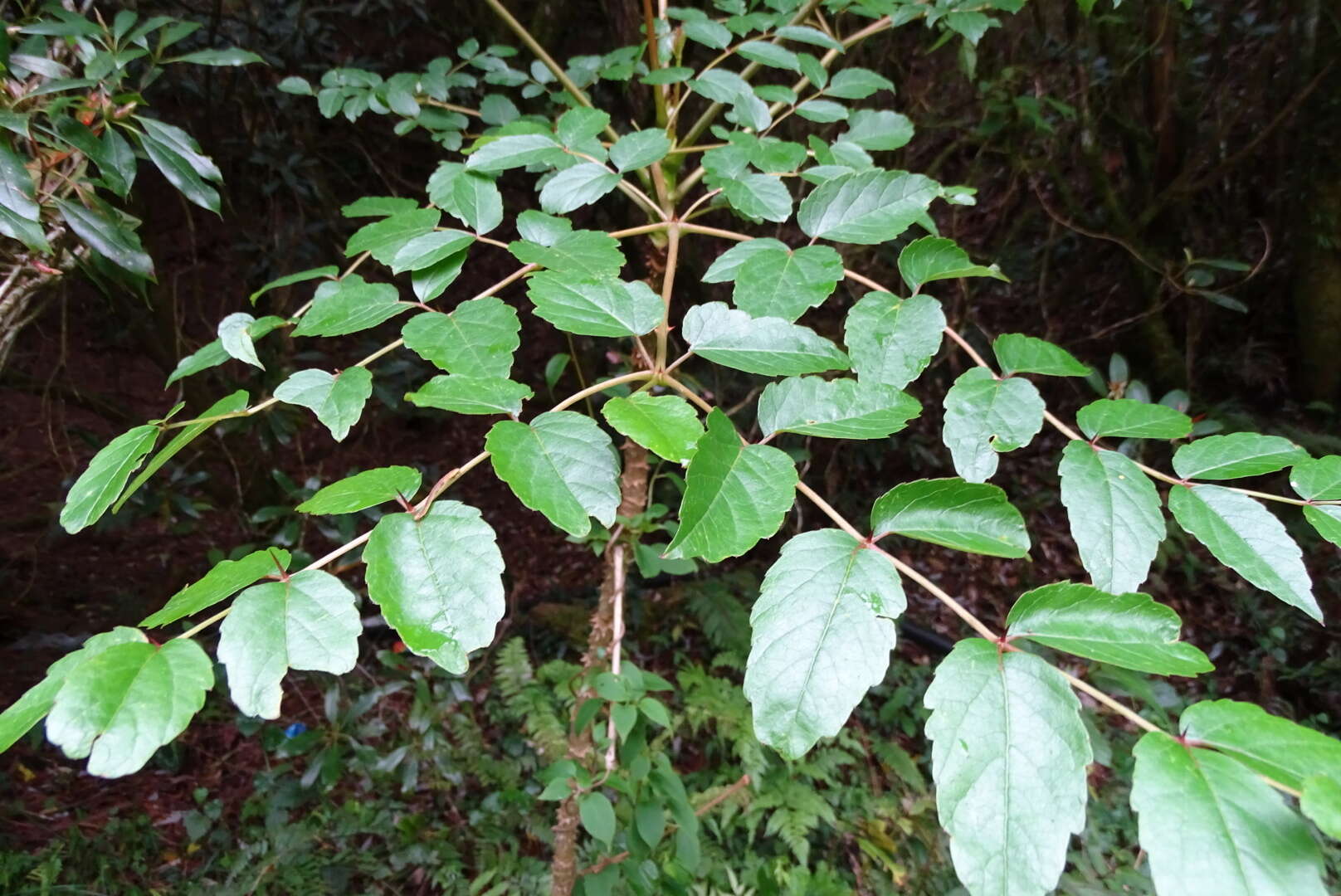 Image de Aralia bipinnata Blanco