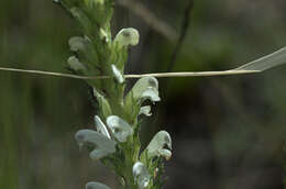 Image of Pedicularis achilleifolia Stephan ex Willd.