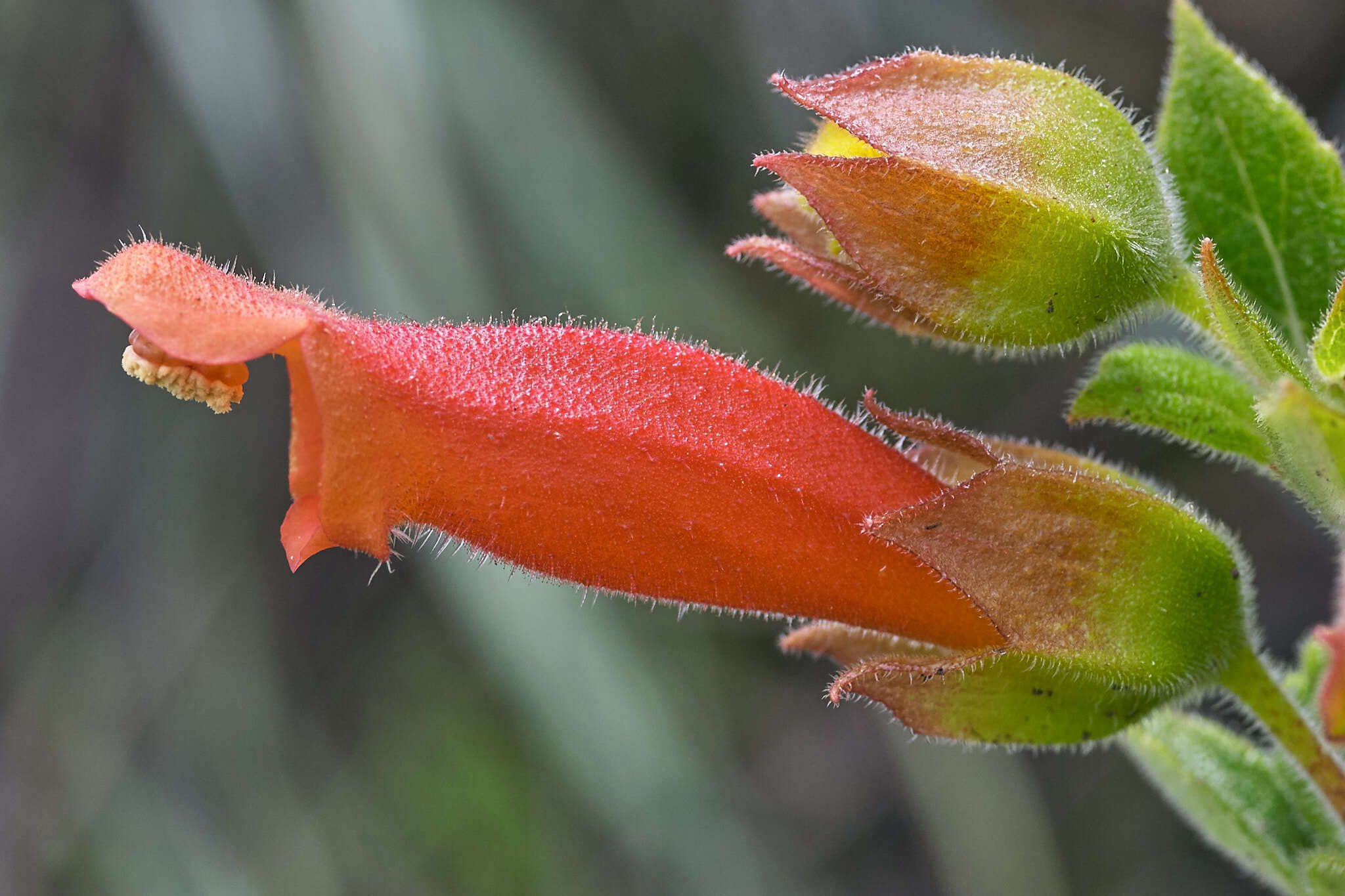 Image of Sinningia incarnata (Aubl.) Denham