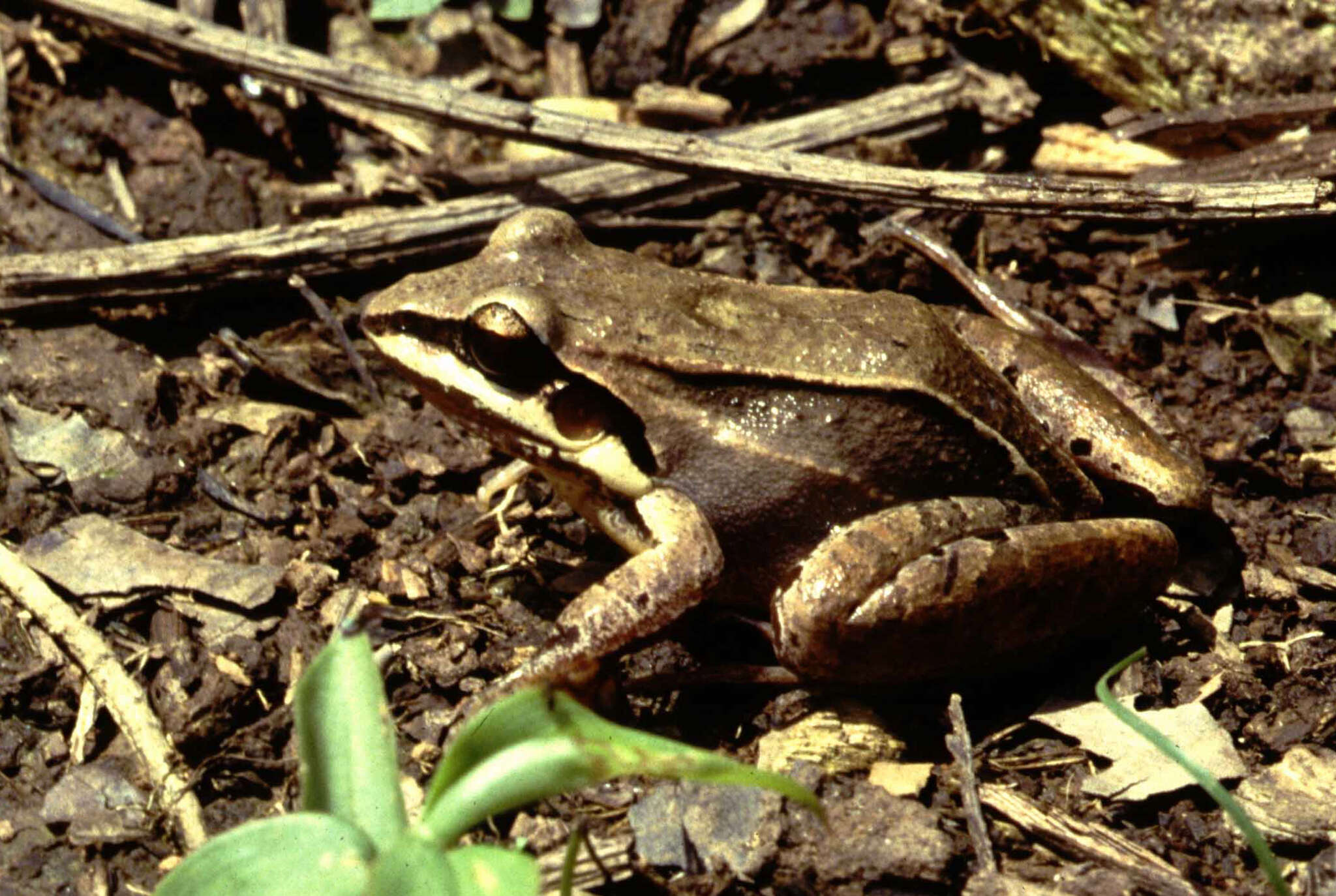 Image of Amazonian White-lipped Frog