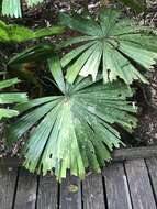 Image of Licuala fan palm