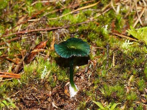 Image of Entoloma viridomarginatum (Cleland) E. Horak 1980