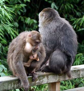 Image of Milne-Edwards’s Macaque