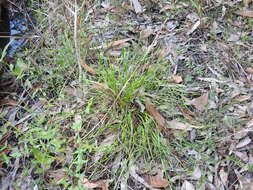 Image of Hawai'i yelloweyed grass