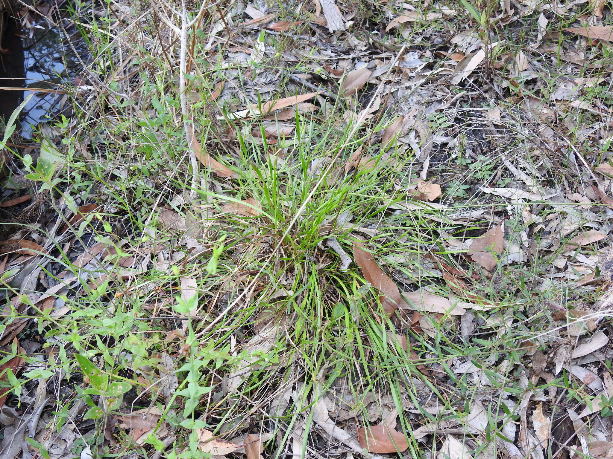 Image of Hawai'i yelloweyed grass