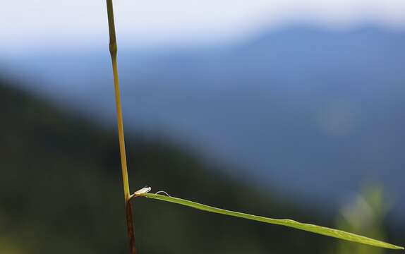 Phleum hirsutum Honck.的圖片