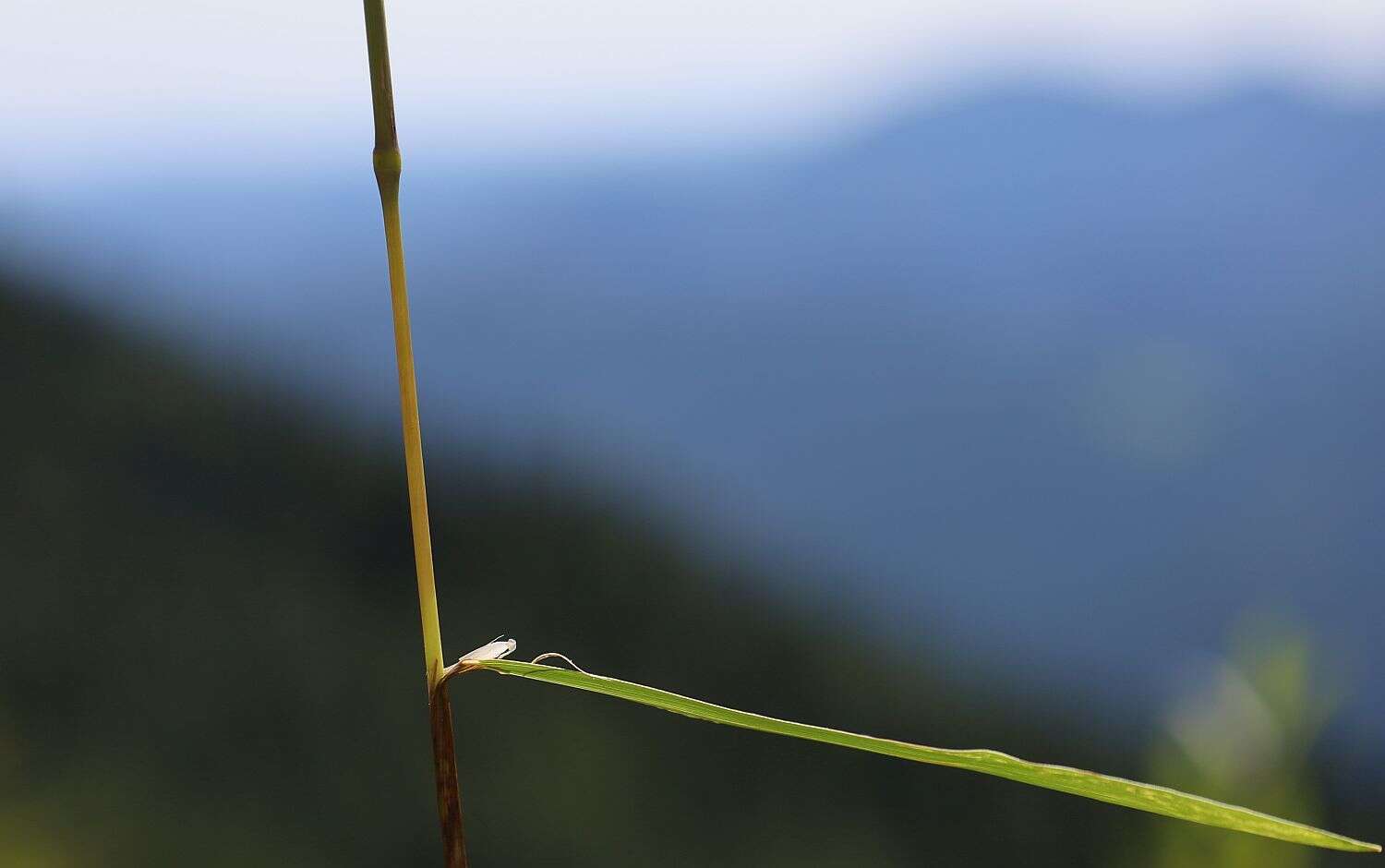 Image of Phleum hirsutum Honck.