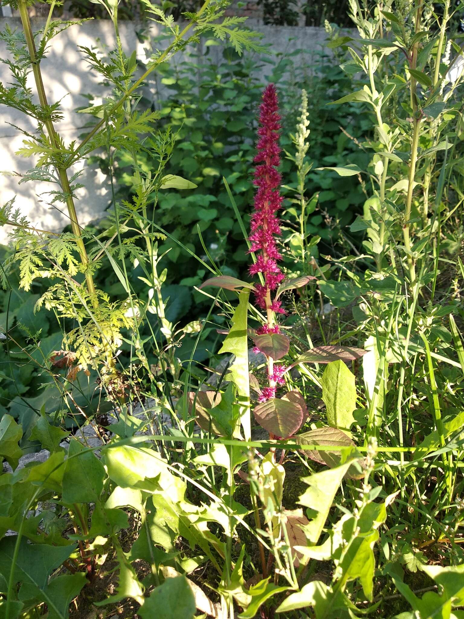 Plancia ëd Amaranthus hypochondriacus L.