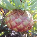 Imagem de Protea namaquana J. P. Rourke