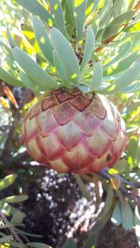 Imagem de Protea namaquana J. P. Rourke