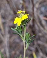 صورة Calycadenia fremontii A. Gray