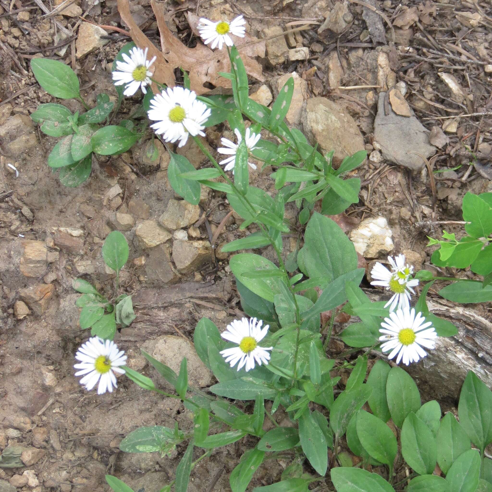 Image de Erigeron arizonicus A. Gray