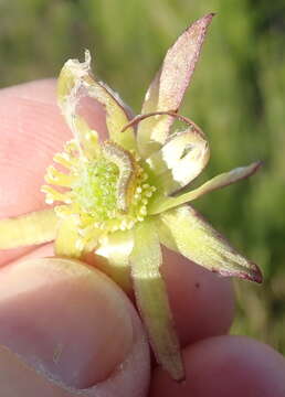 Image of Knowltonia vesicatoria subsp. humilis H. Rasmussen