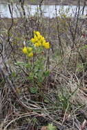 Image of prairie thermopsis