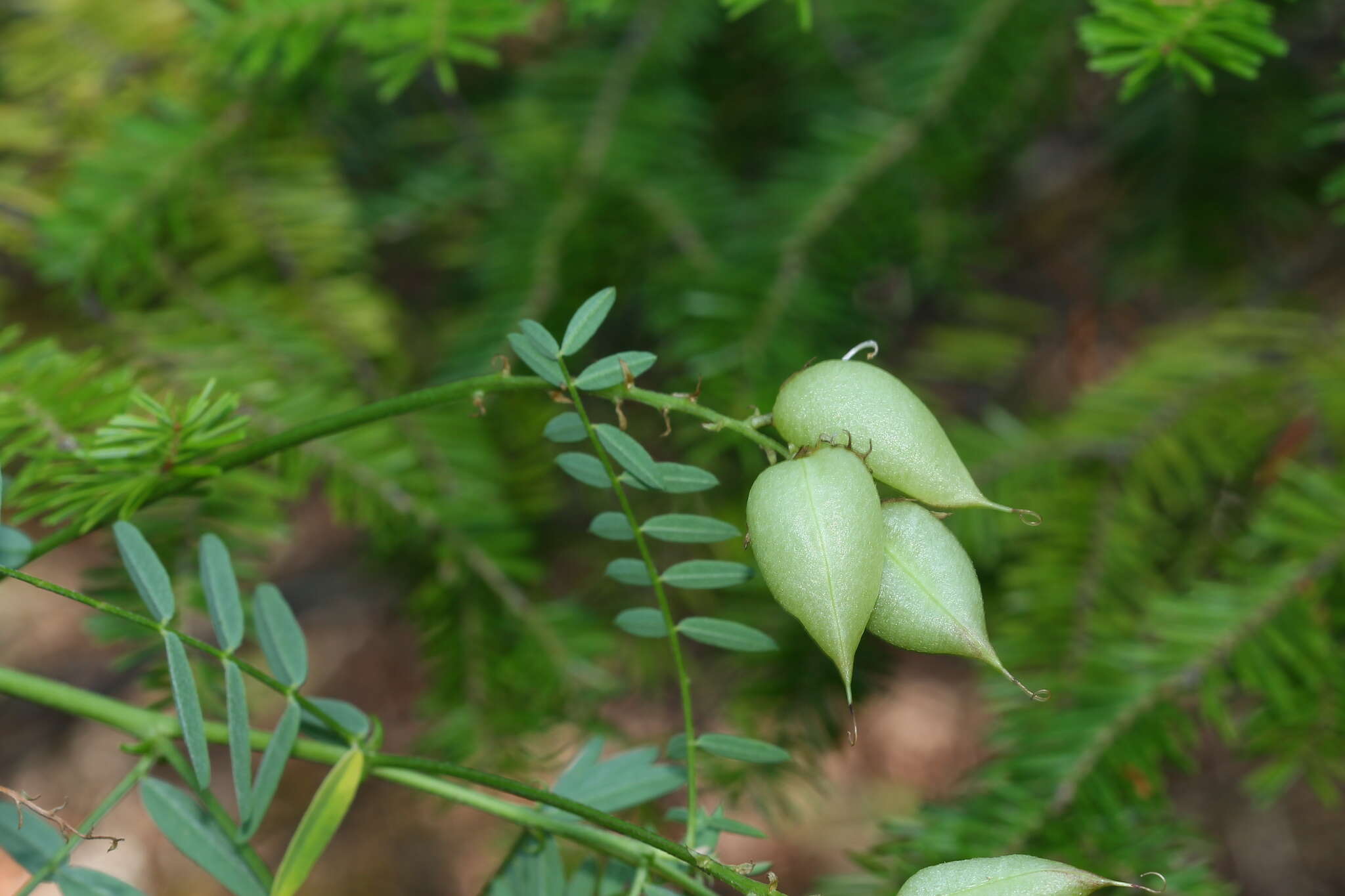 Image of Cooper's milkvetch