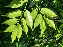 Plancia ëd Aporosa indoacuminata Chakrab. & N. P. Balakr.