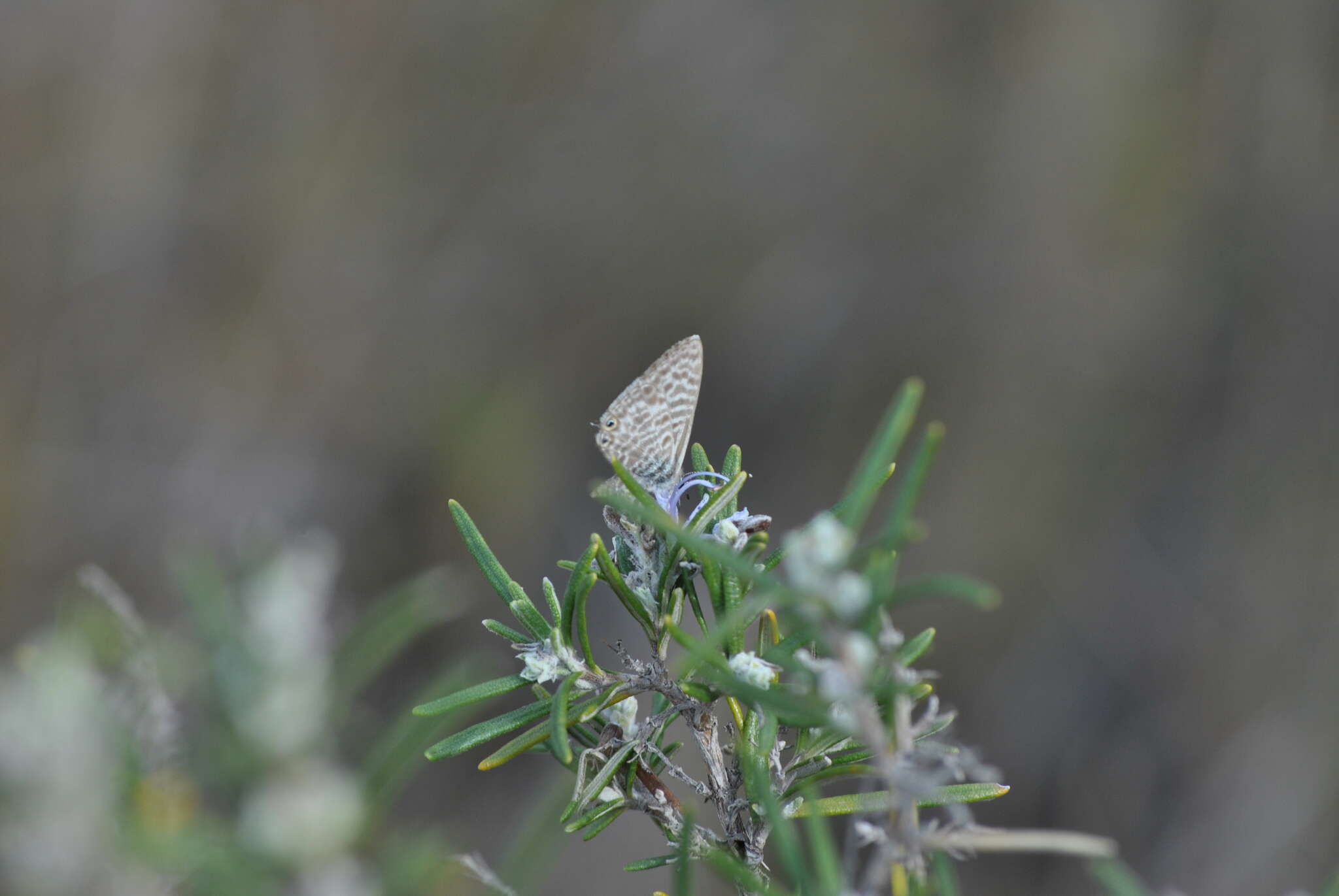 Image of Lang's Short-tailed Blue