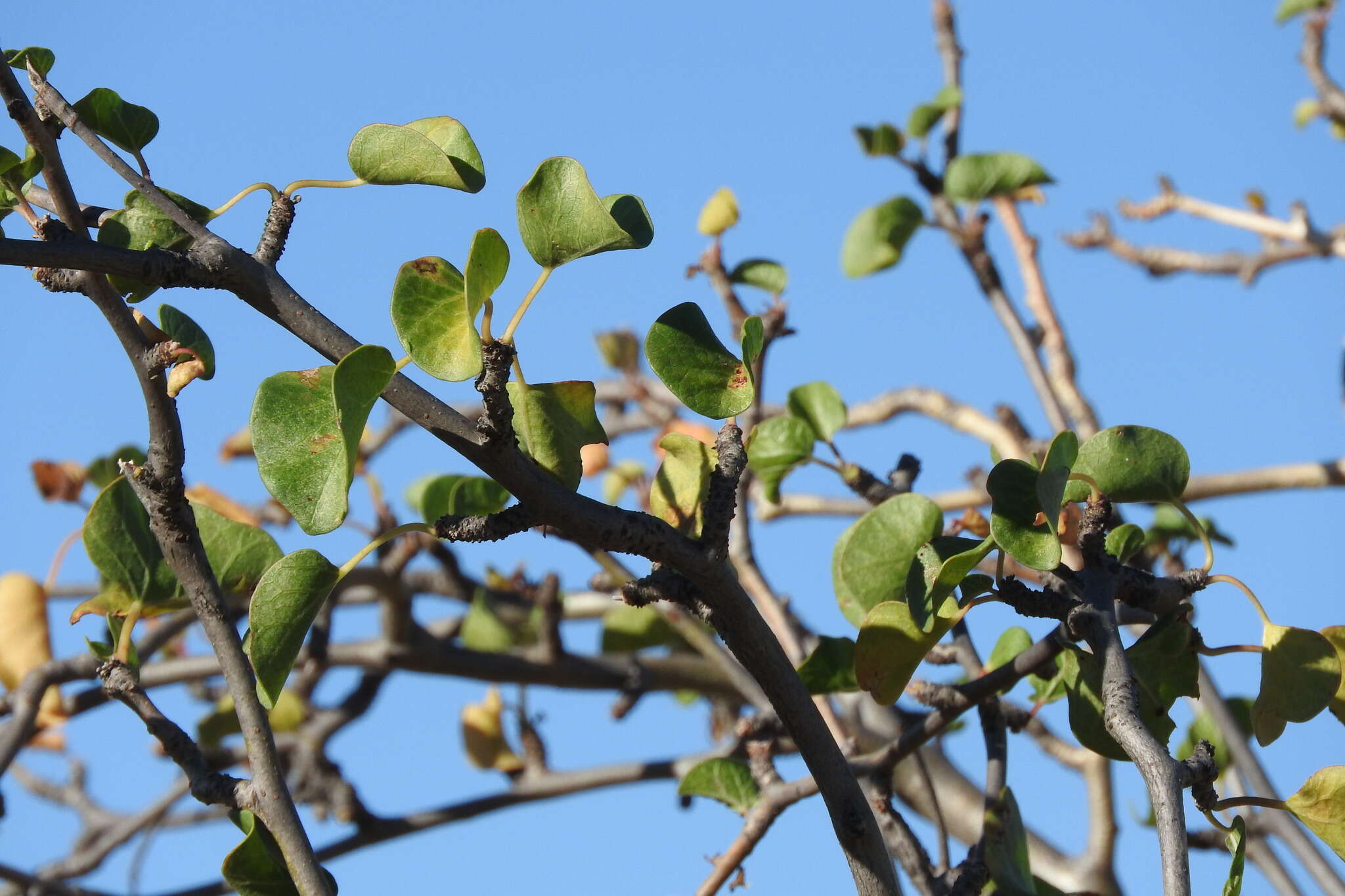 Image of Arizona nettlespurge