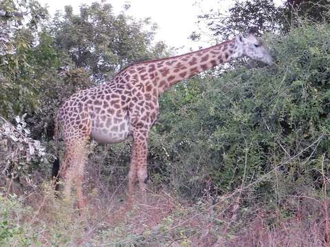 Image of Rhodesian giraffe