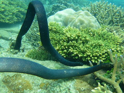 Image of Egg-eating Sea Snake