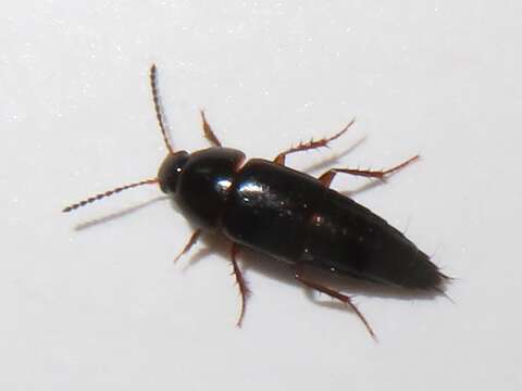 Image of Rove beetle