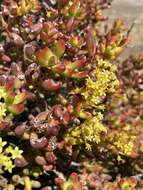 Image of Crassula brevifolia Harv.