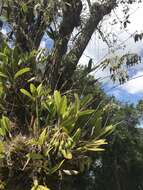 Image of Laelia gloriosa (Rchb. fil.) L. O. Williams