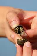 Image of Long-Clawed Hermit Crab