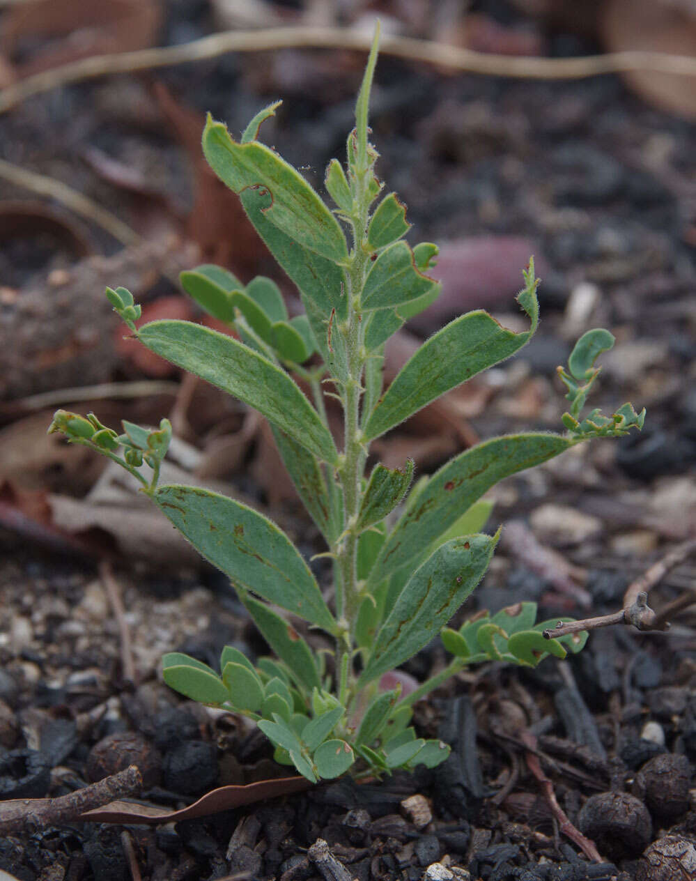 Image of Acacia purpureapetala