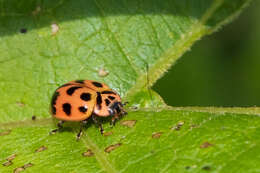 Image of Neoharmonia venusta (Melsheimer 1847)