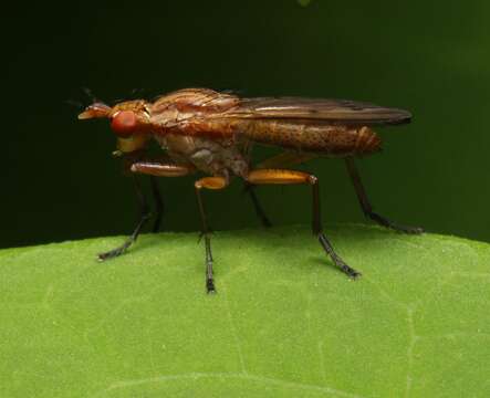 Image de Tetanocera vicina Macquart 1843