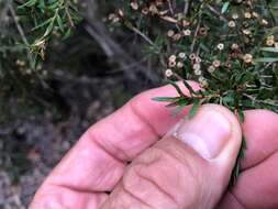 Sivun Leptospermum microcarpum Cheel kuva