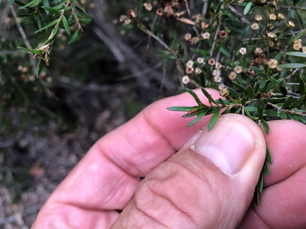 Image de Leptospermum microcarpum Cheel