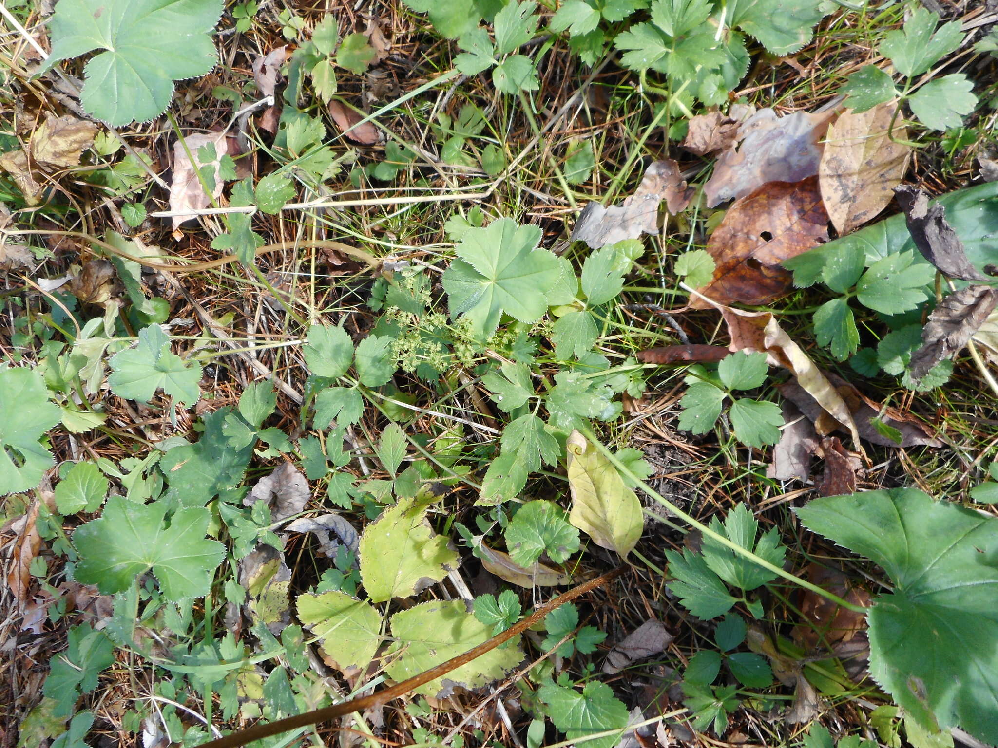 Image of Alchemilla cymatophylla Juz.