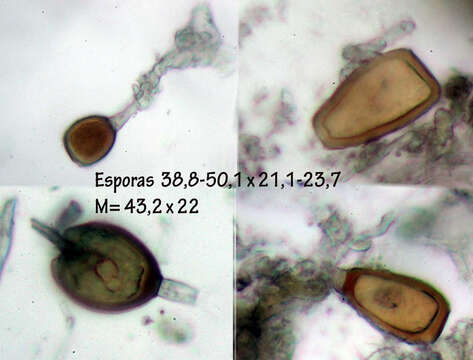 Imagem de Puccinia buxi Sowerby 1809