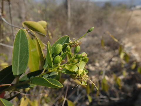 Image de Maerua humbertii Hadj-Moust.