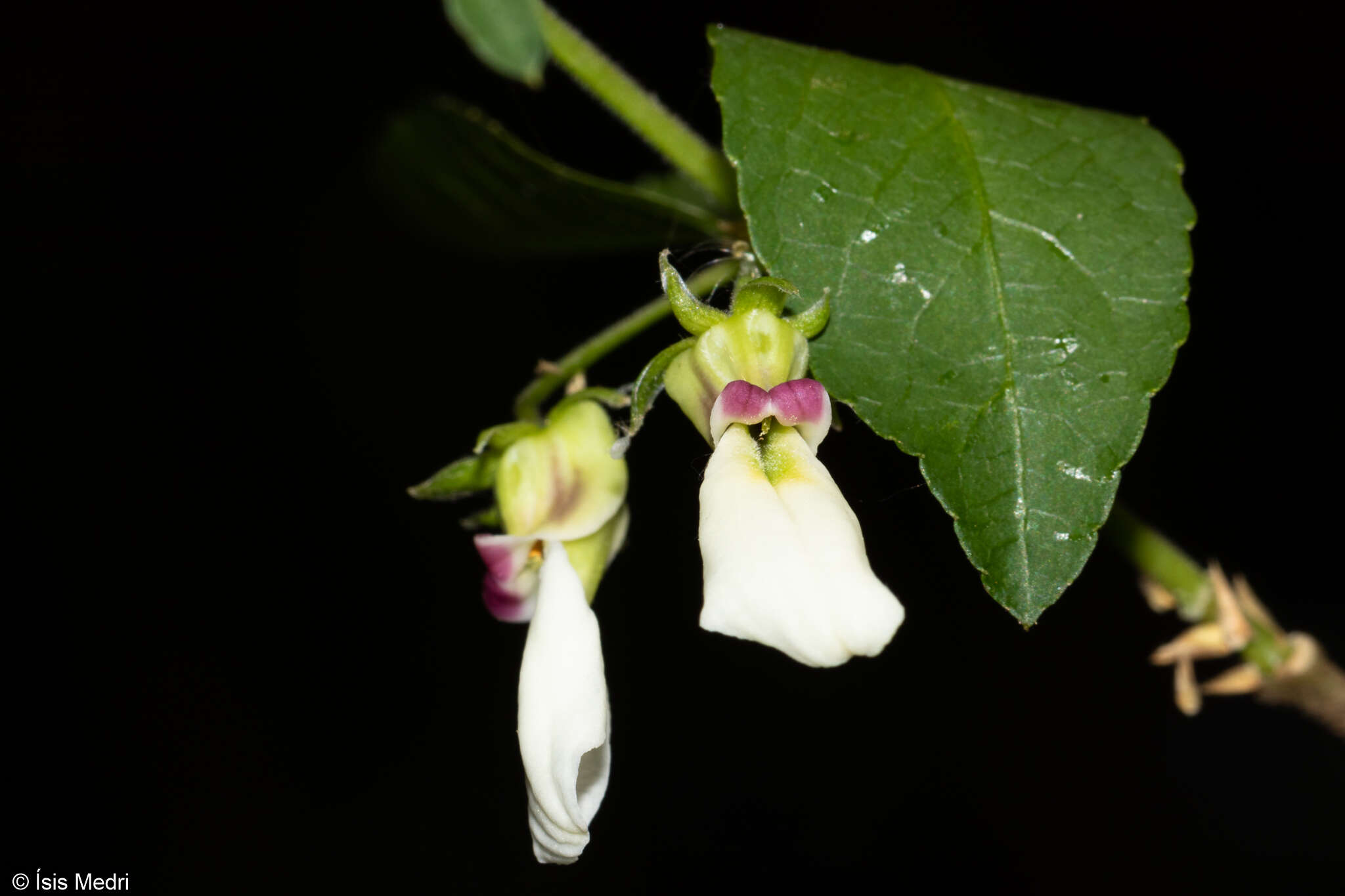 Pombalia bigibbosa (A. St.-Hil.) Paula-Souza resmi