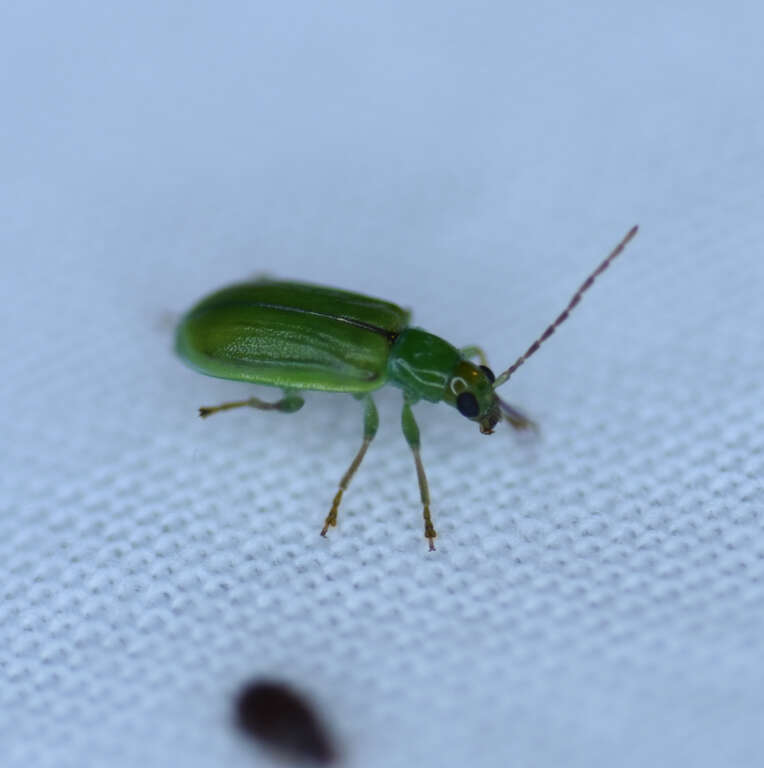 Image of Northern Corn Rootworm