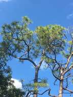 Image of Slash Pine