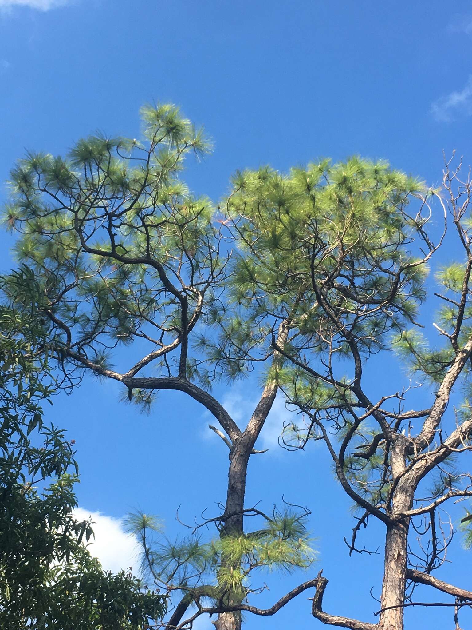 Image of Slash Pine