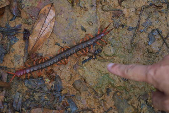 Image of Scolopendra multidens Newport 1844