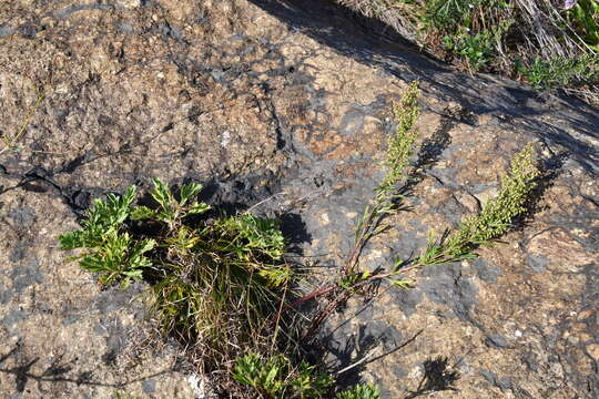 Image of Artemisia littoricola Kitam.