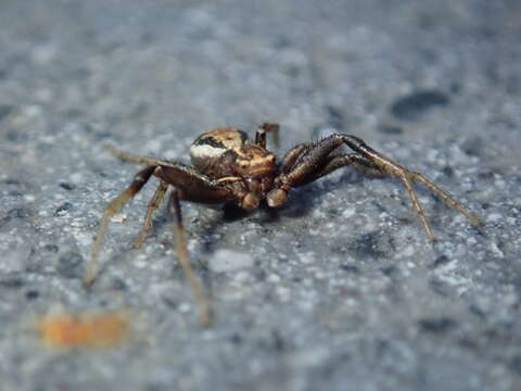 Image of common crab spider