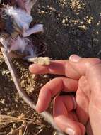 Image of Ord's Kangaroo Rat