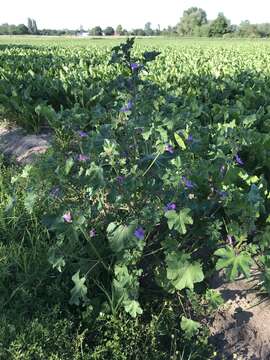 Image of <i>Malva <i>sylvestris</i></i> subsp. sylvestris