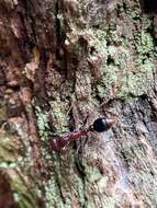 Image of Myrmecia regularis Crawley 1925