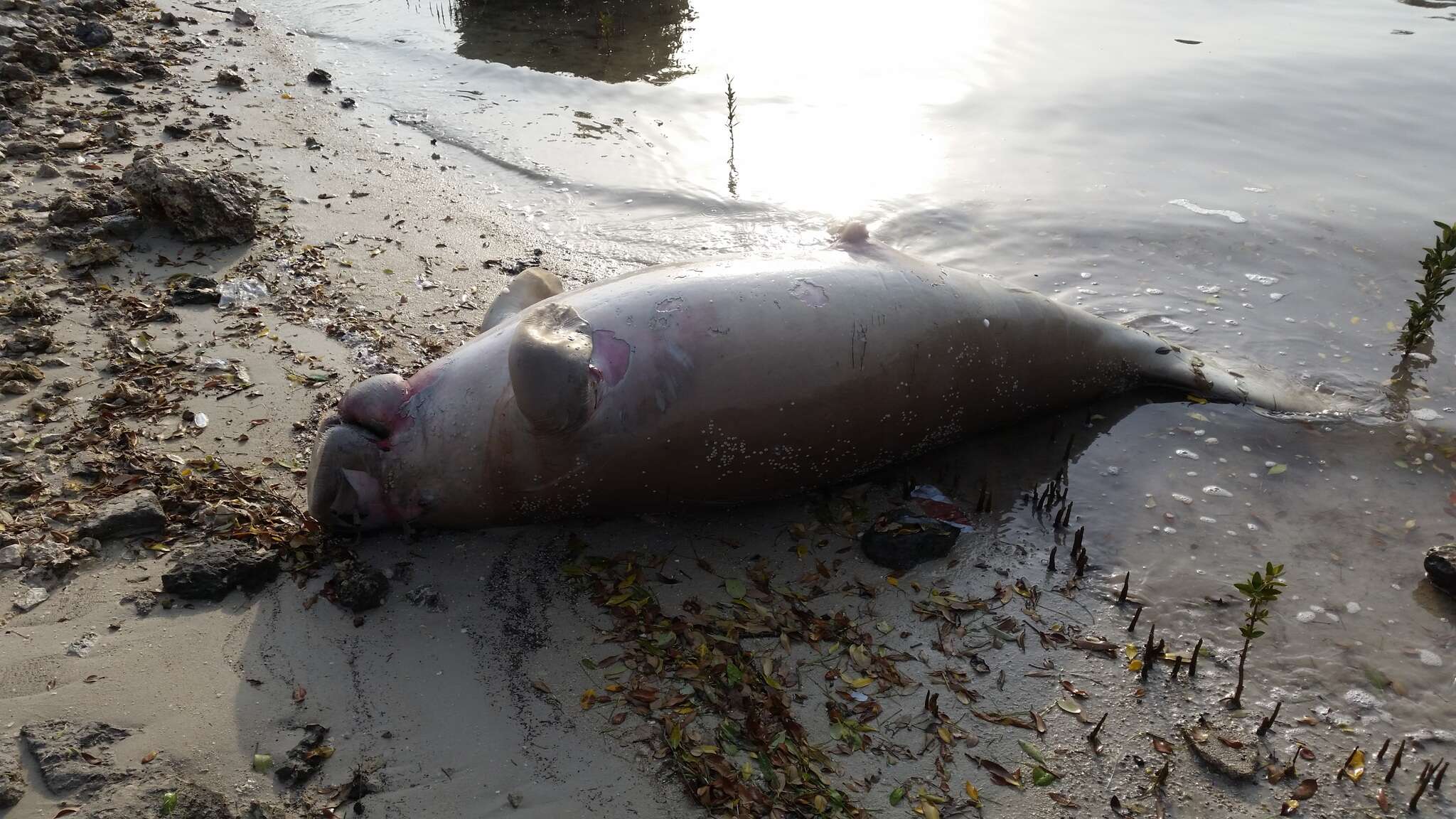 Image of Dugongs